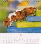 Heye Kalender - Kuschelige Meerschweinchen 2005 - März 2005