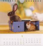 Heye Kalender - Süße Kaninchen 2005 - Januar 2005