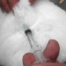 Impfung Bommel - RHD