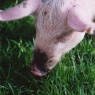 Bentheimer Hausschwein - 9 Wochen alt