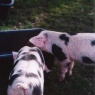 Bentheimer Hausschweine - 9 Wochen alt